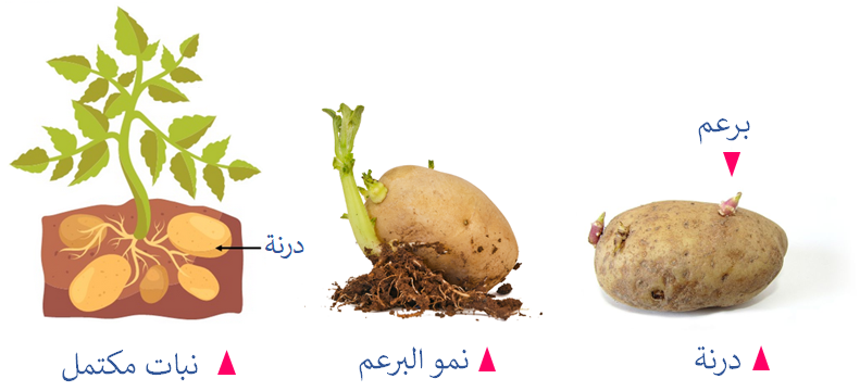 التكاثر بالدرنات في البطاطا التكاثر بالدرنات